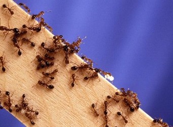Tips to control ants