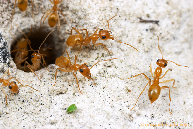 ant colony killer